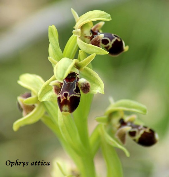 Orchidee dell''Epiro e del Peloponneso